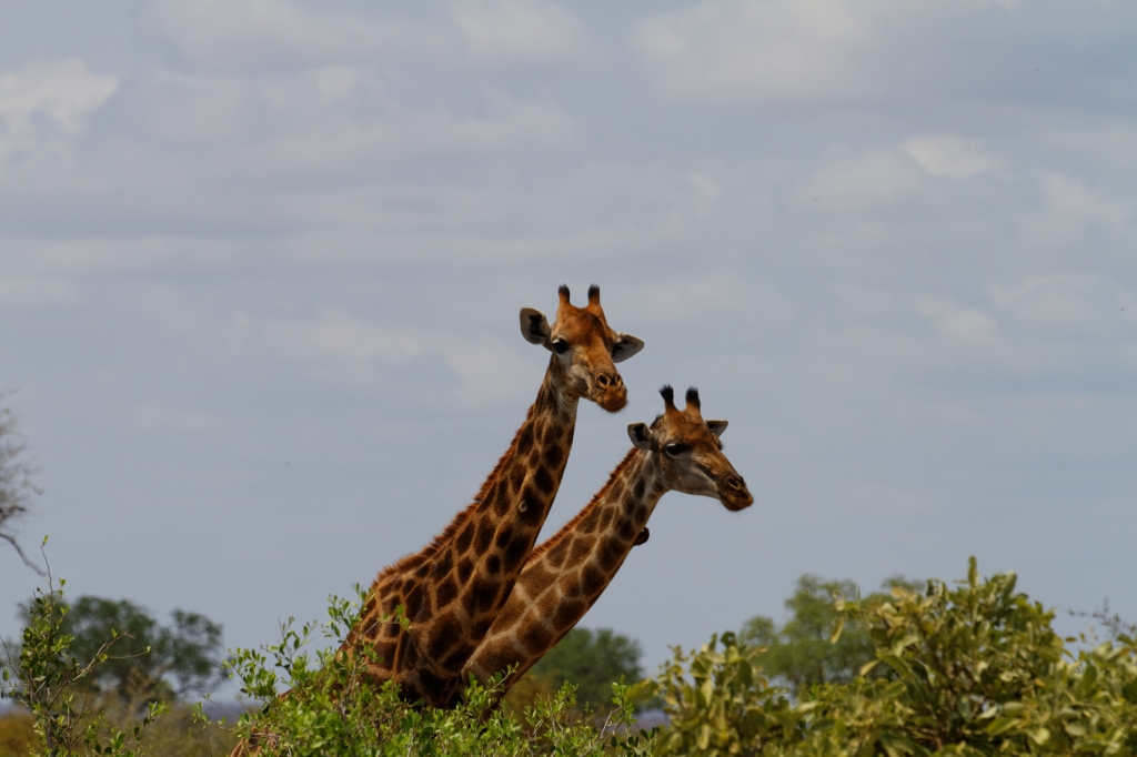 08 - Kruger NP (25).jpg